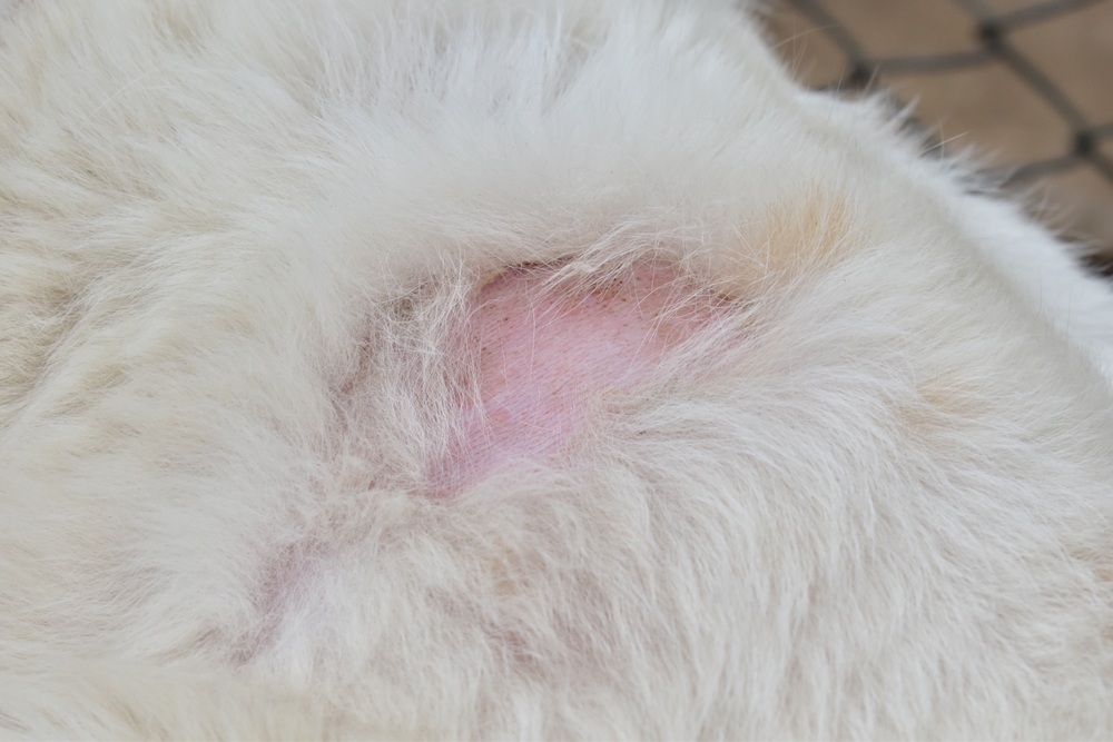A patch of missing fur on a white dog’s body.
