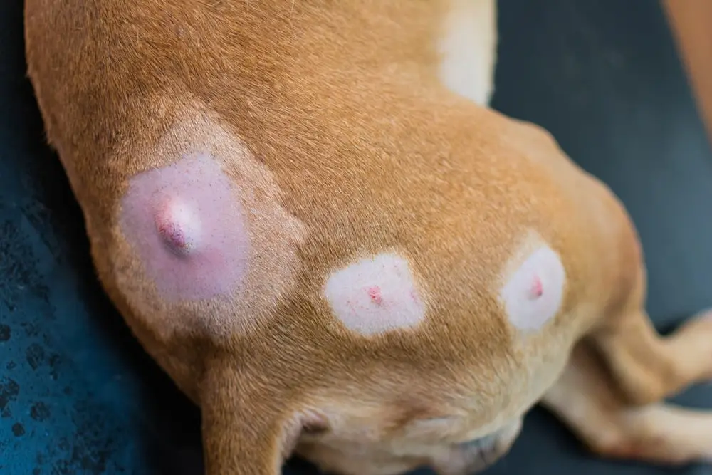 Shaved patches of hair on a dog, exposing visible lumps on their skin