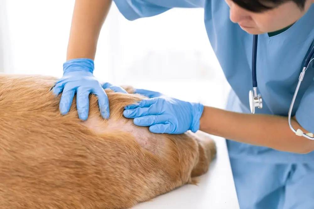 A vet lifting up a dog’s hair and examining their skin