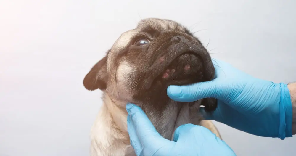 Pug having a skin tag examined