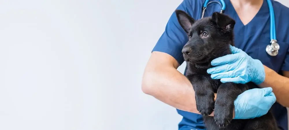 Cropped image of a male veterinarian doctor holding a Black German shepherd puppy.