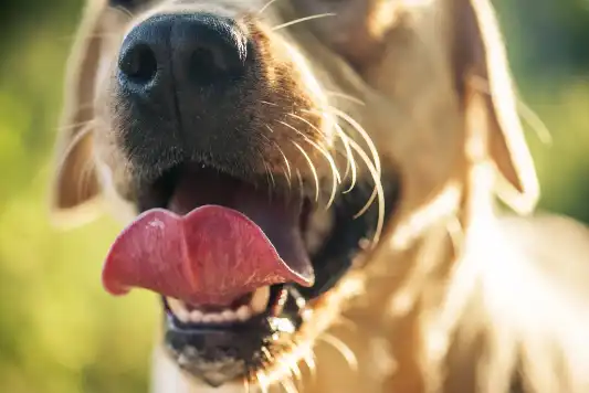 A zoom-in of a dog's open mouth with the tongue slightly curled.