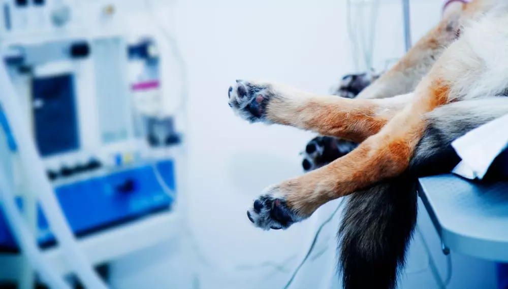 A dog waiting to receive surgery at an animal clinic