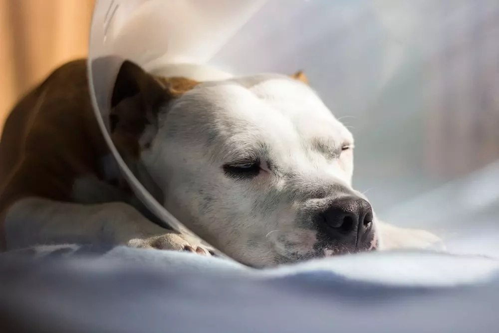 A sick pitbull napping with a cone on its head. 