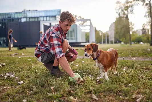 A man picks up his dog's excrement with a plastic bag while on a walk.