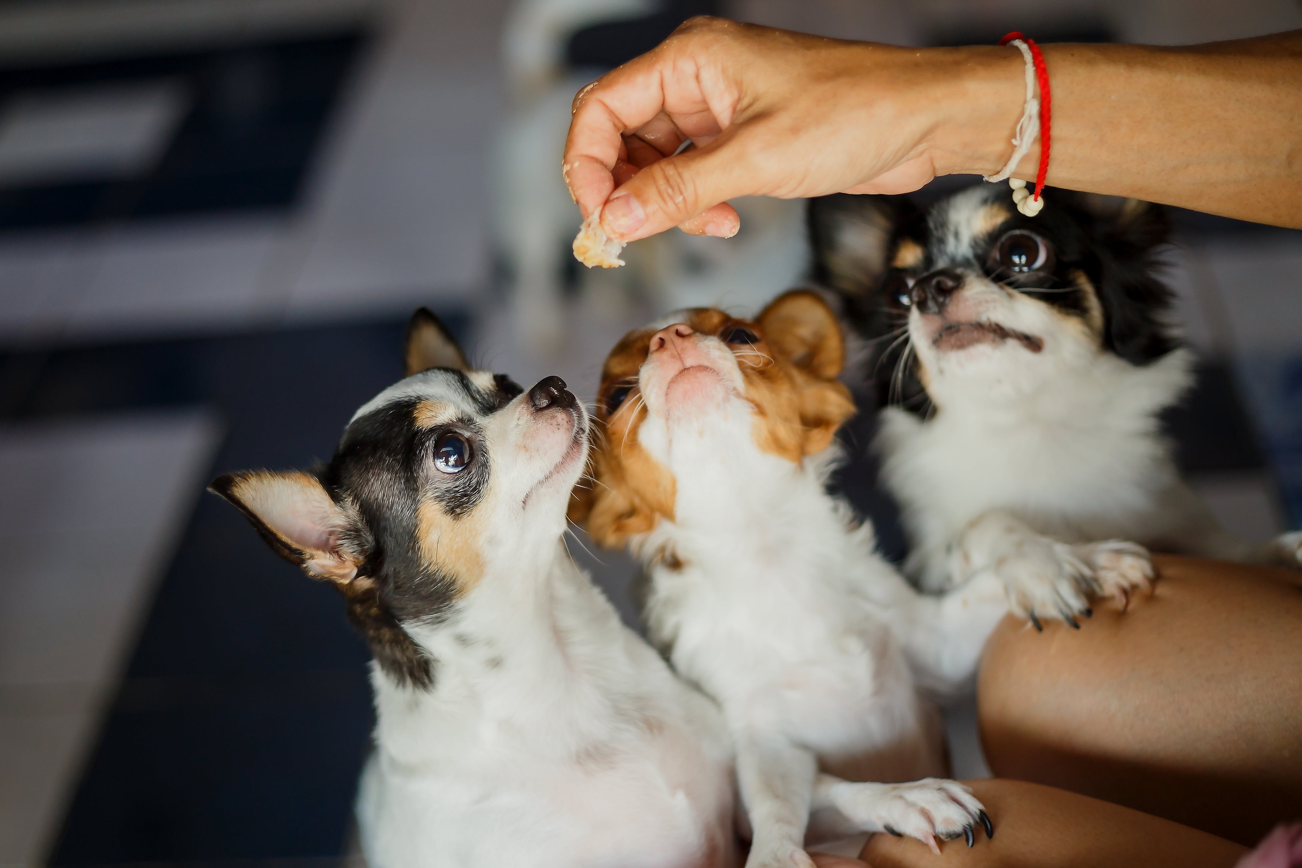 Three chihuahuas anticipating a treat offered by a white hand