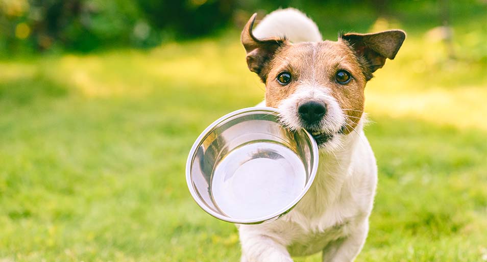 Jack Russell Terrier runs with a metal bowl in its mouth.