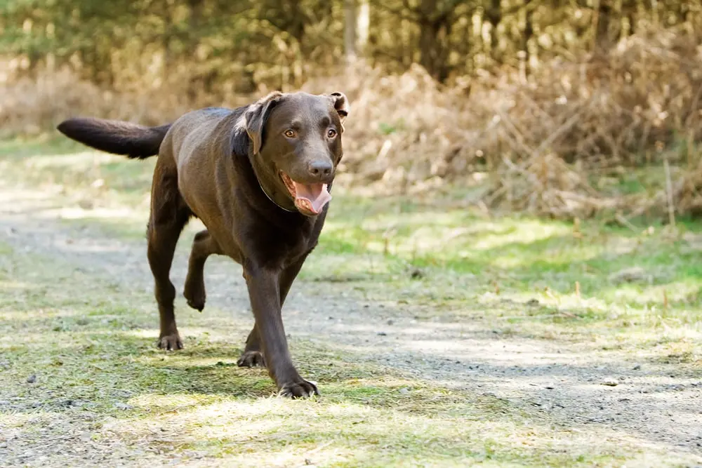 A happy chocolate labrador retriever walking outside.