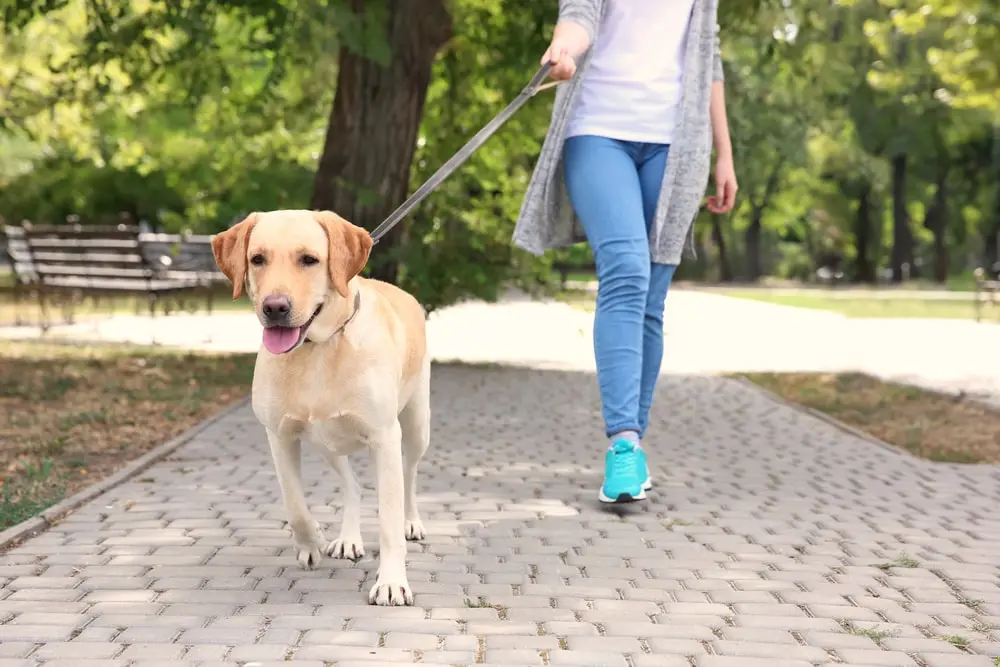 Woman walking a Labrador retriever.