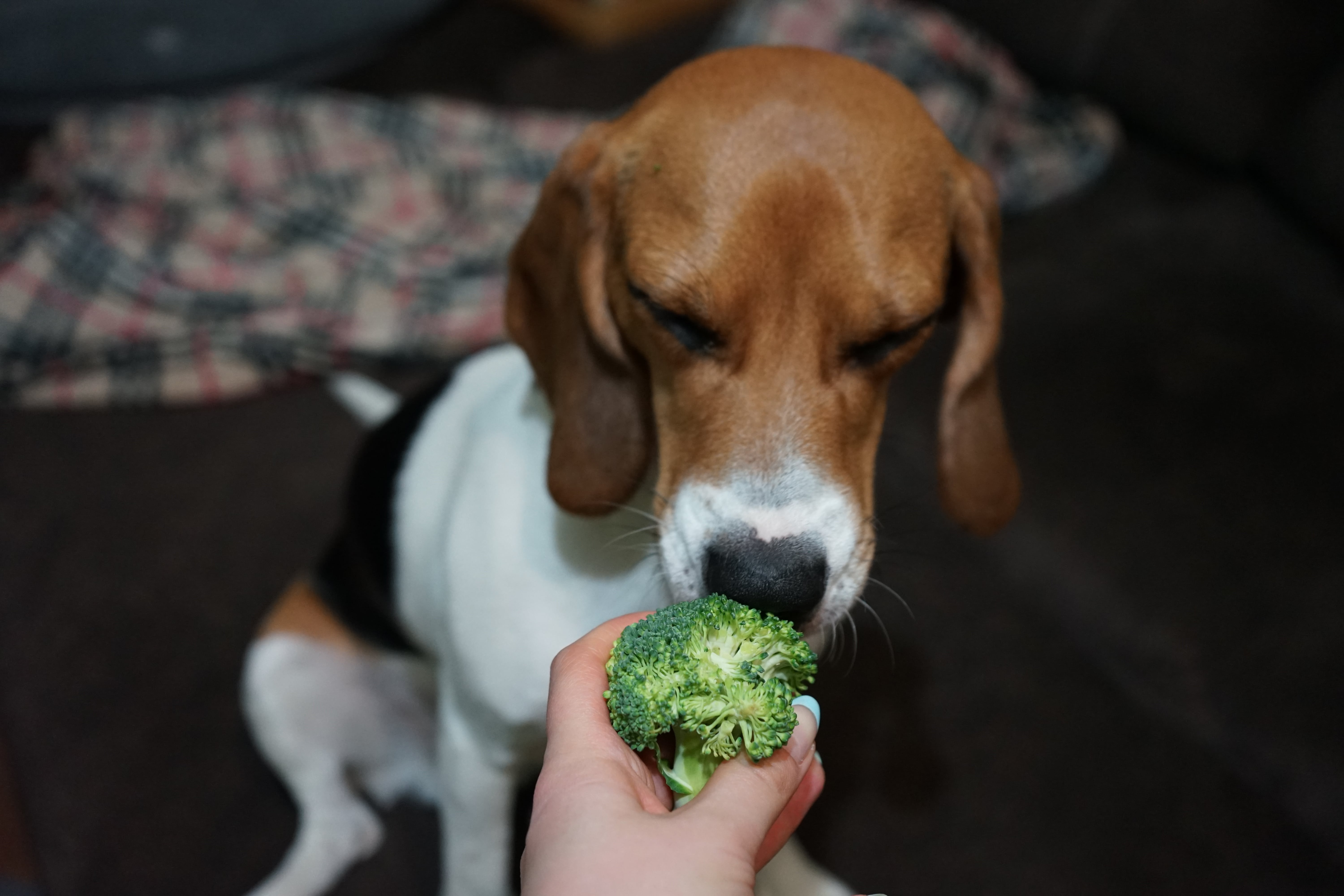 Beagle dog sniffing a broccoli floret