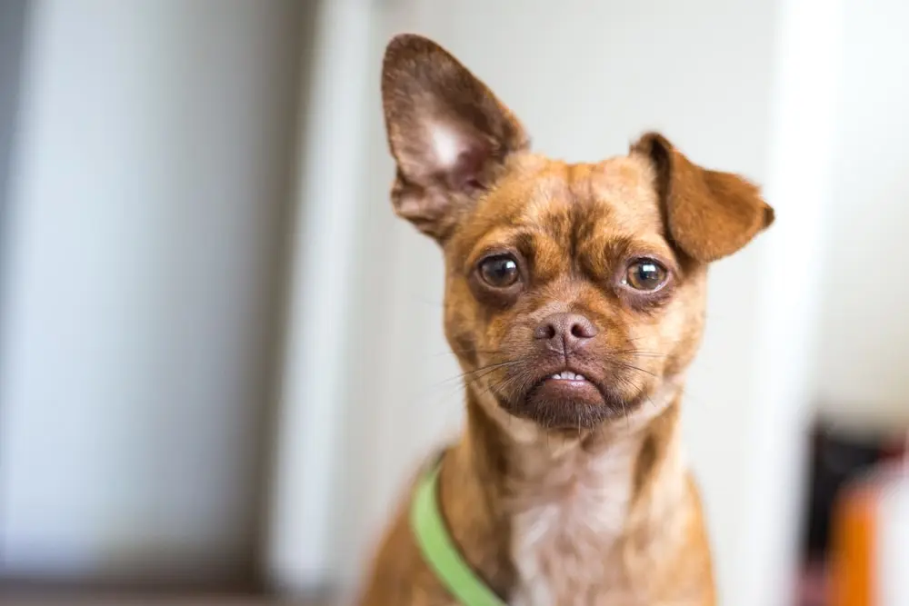 A chihuahua looking at the camera with a few teeth bared. 