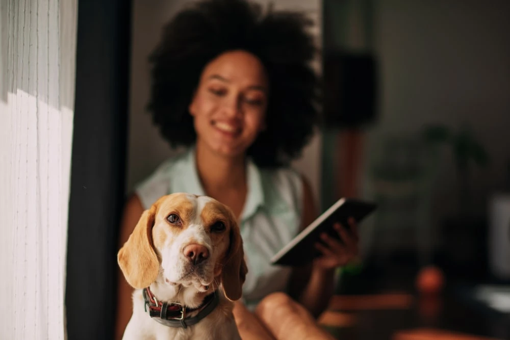 Brown-and-white dog sitting in front of a woman who is petting it while using her table