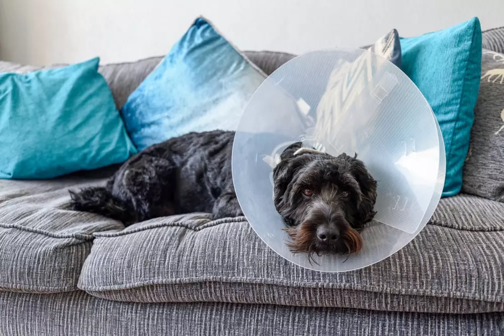 Dog with Elizabethan collar fitted after operation.
