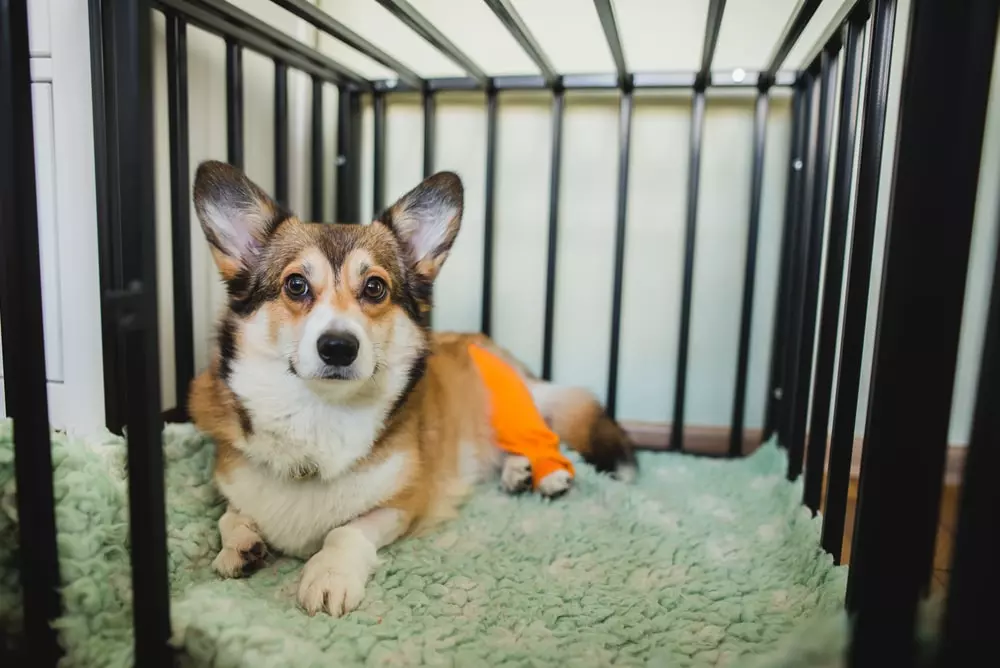 A Pembroke Welsh corgi resting after surgery.