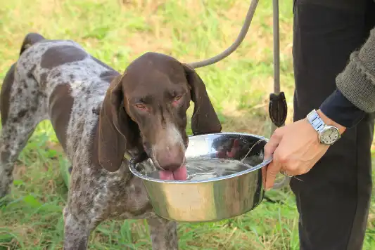 German shorthaired pointer drinking water out of a metal bowl after doing field training 