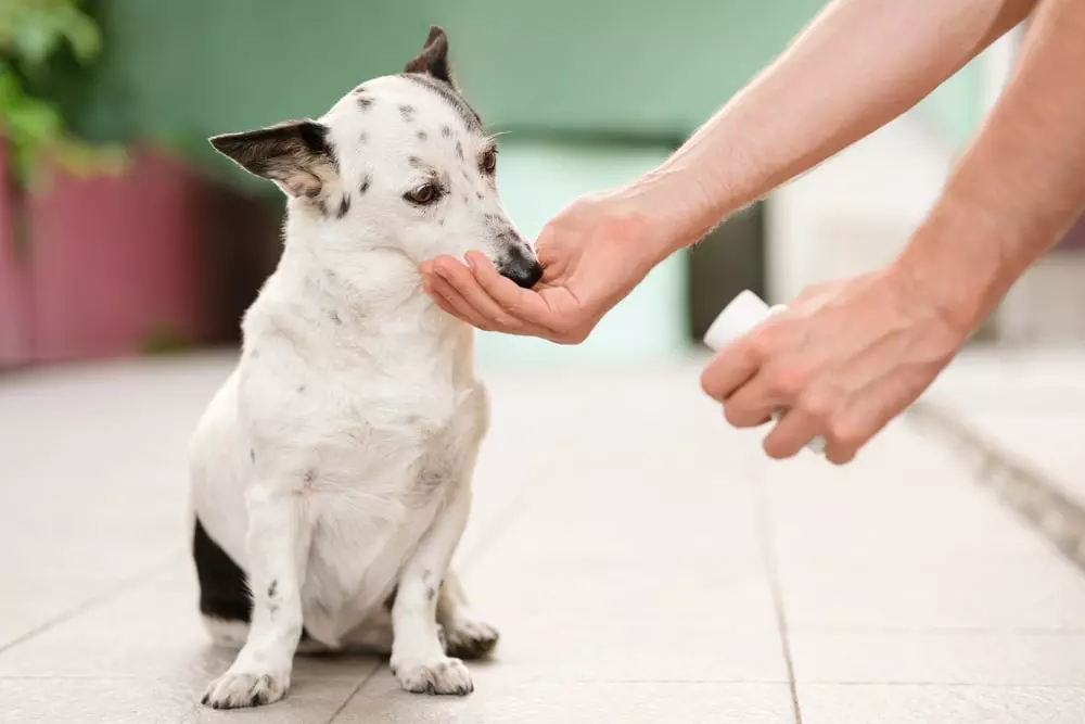 Person feeding a small white and black dog medicine while holding a pill bottle in the other hand.