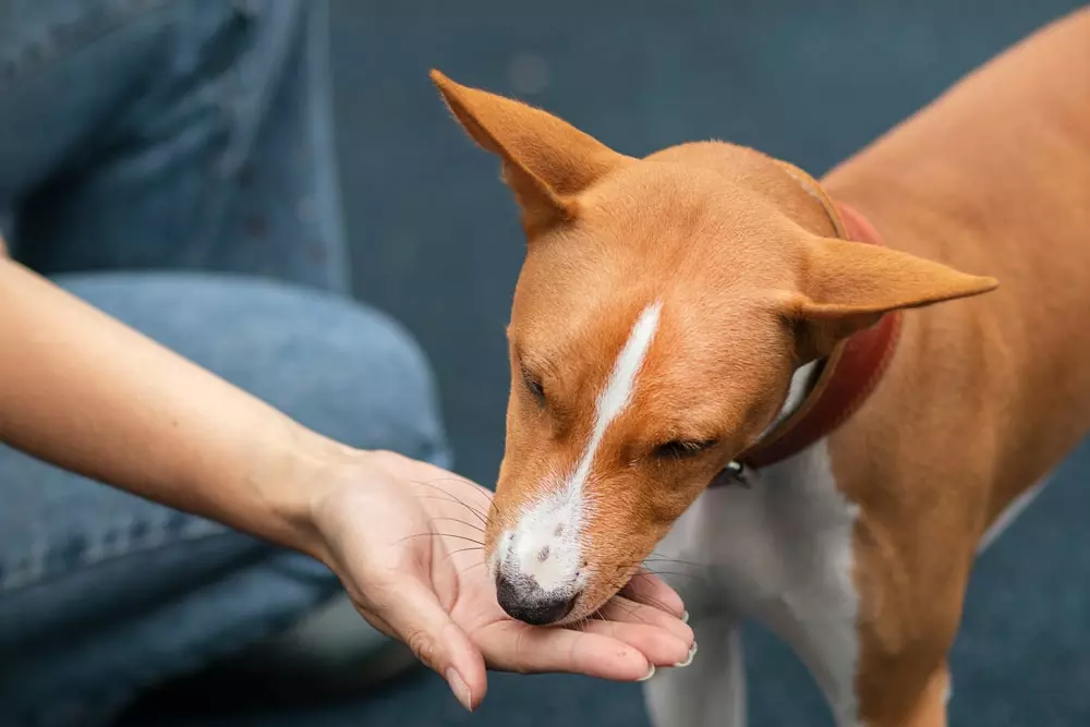 Person hand feeding a Basenji medicine.