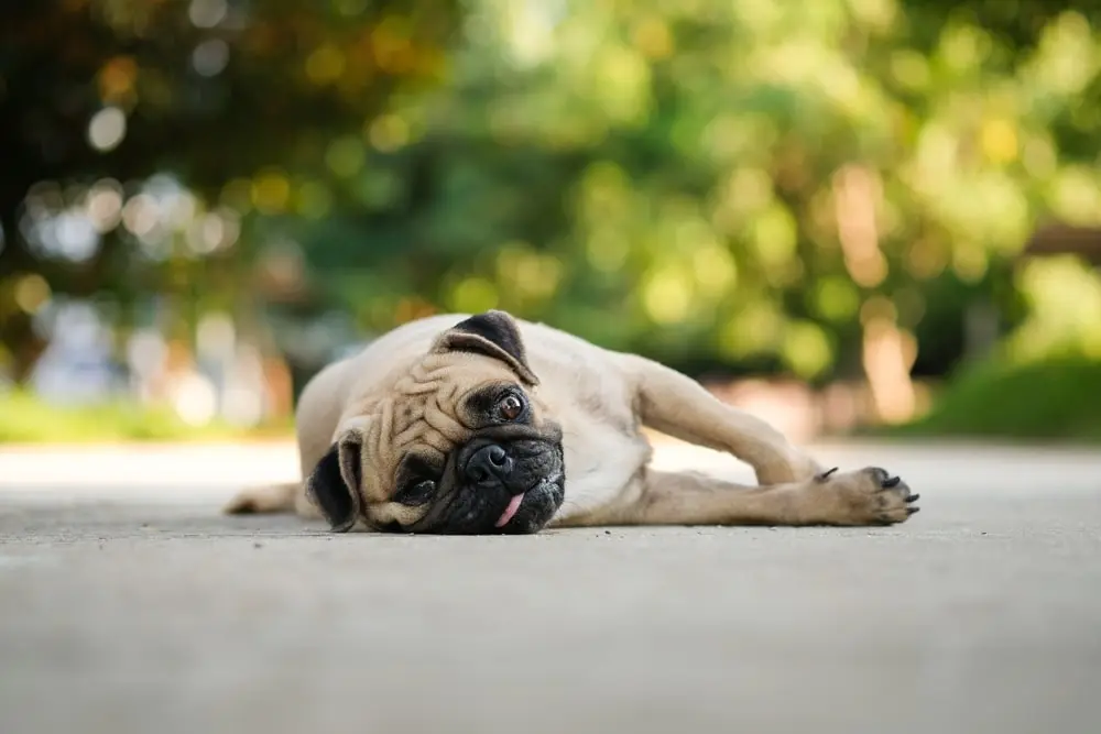 A pug laying on their side outside.