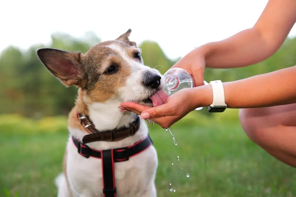A thirsty dog drinking water from a woman’s hand.