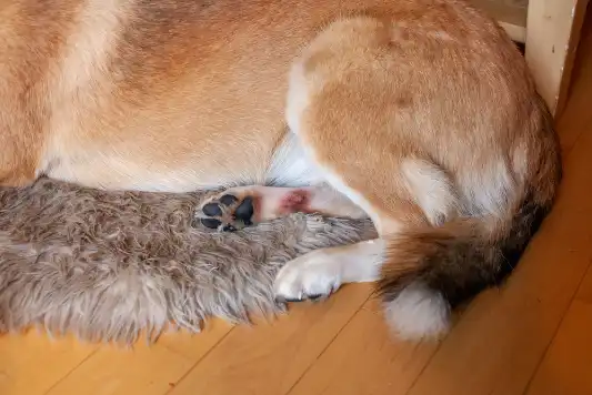 A hot spot on a brown dog’s leg. 