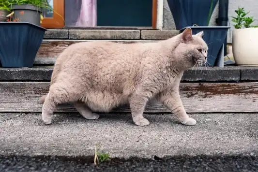 Chubby and brown British shorthair cat walking outside.