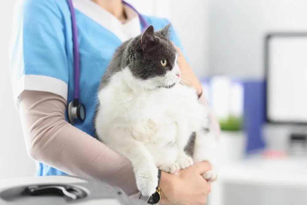 Veterinarian holding a cat.