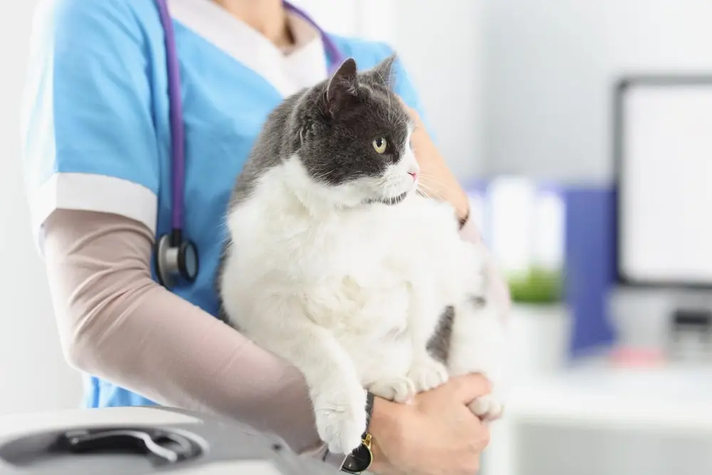 Average Cat Weight: How Heavy Should Your Cat Be?