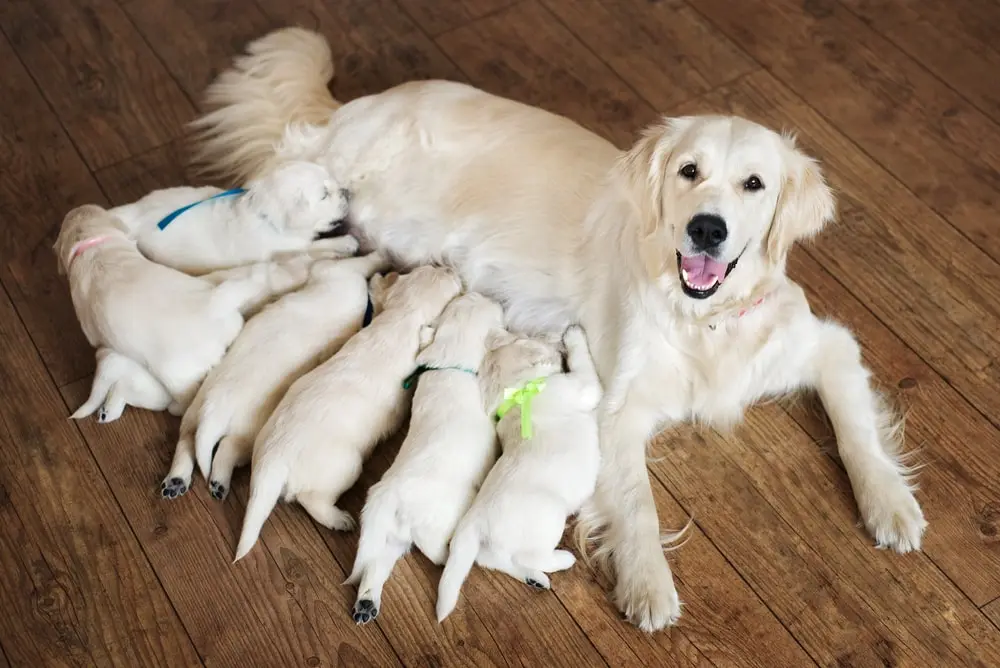 Mother dog with her puppies.