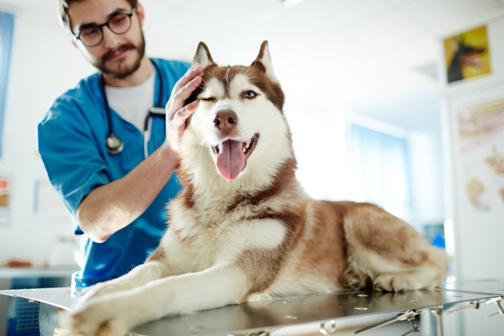 A vet pets the face of a Siberian husky, who sits on an exam table and winks at the camera. 