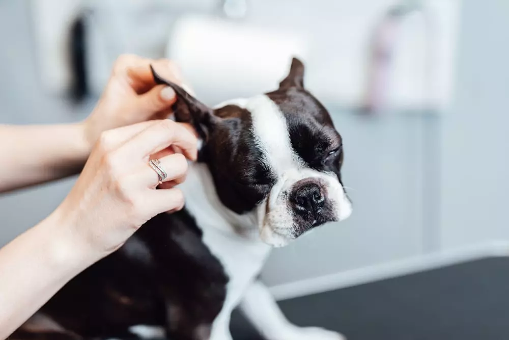 Boston terrier getting their ears checked at a grooming salon.