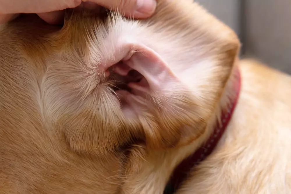 A dog’s ear being held open for cleaning.