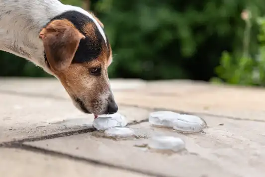 A jack russell terrier licking ice cubes on the sidewalk. 
