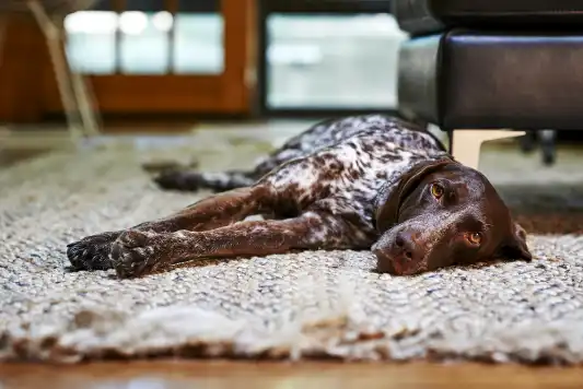 Tired brown dog laying on the floor.