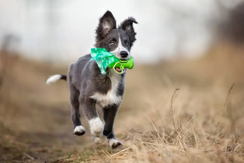 Happy puppy bringing waste bags to clean up.