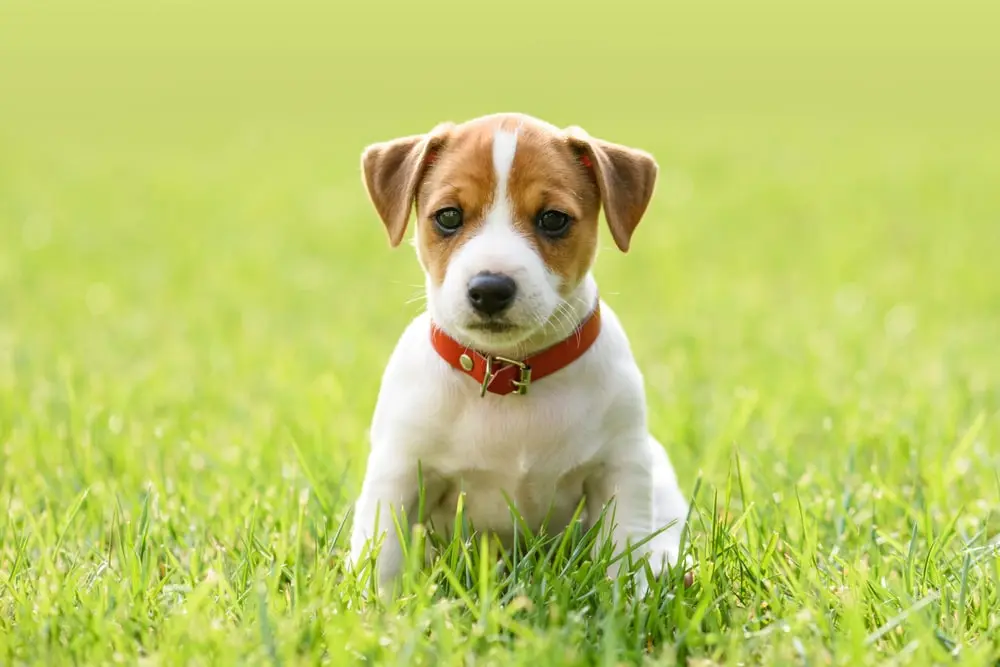 A Jack Russell terrier puppy sitting in grass.