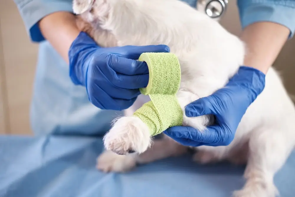 A veterinarian wraps a white dog’s leg with bright green adhesive tape.