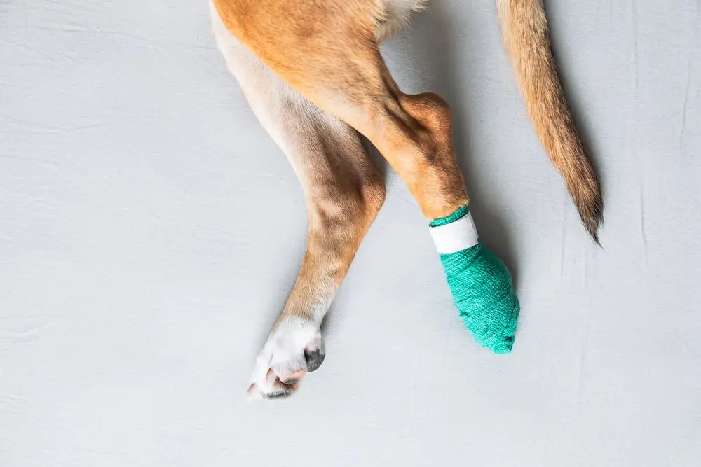 Close up of a light brown dog’s hind paw wrapped in a green bandage.
