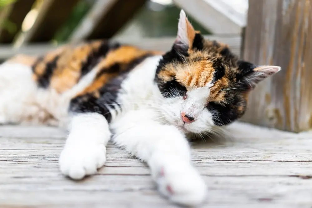 Close-up of senior Calico cat lying on wooden terrace.