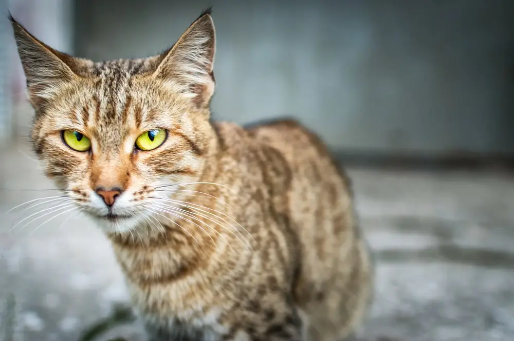 A thin gray cat with yellow eyes.