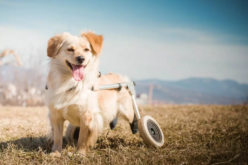 Cute little dog with disabilities in a wheelchair during a walk in city park.