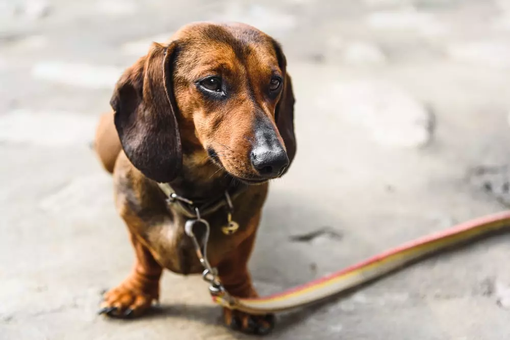 Portrait of a brown Dachshund dog.