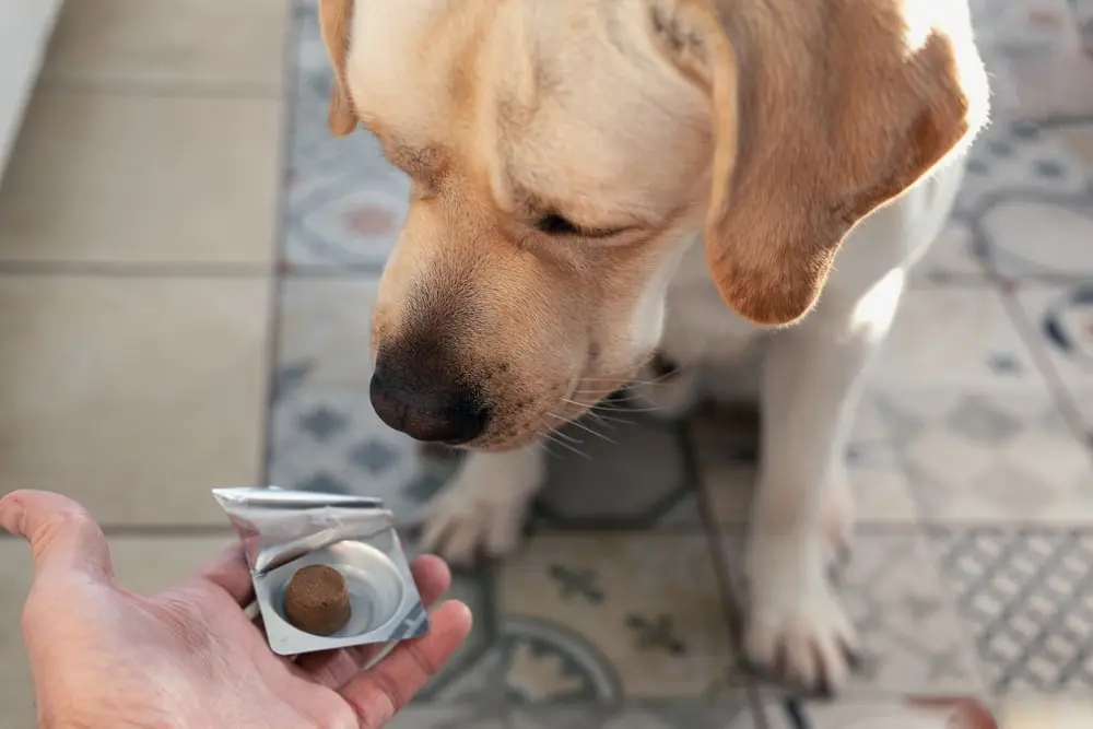 Yellow lab sitting and looking at its owner holding out a treat with medicine 