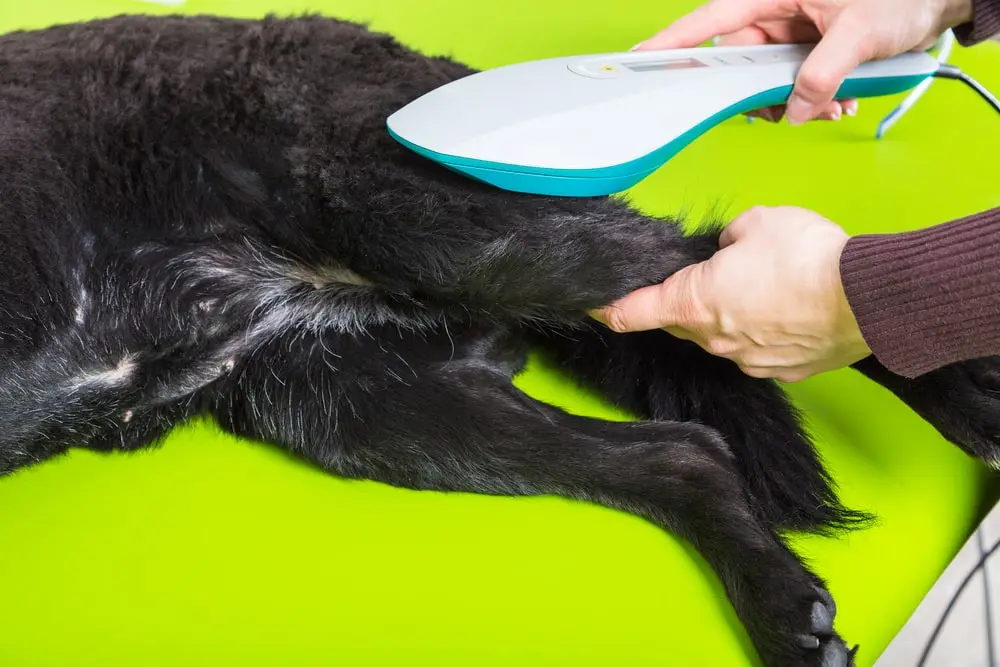 A person working on a dog’s leg.