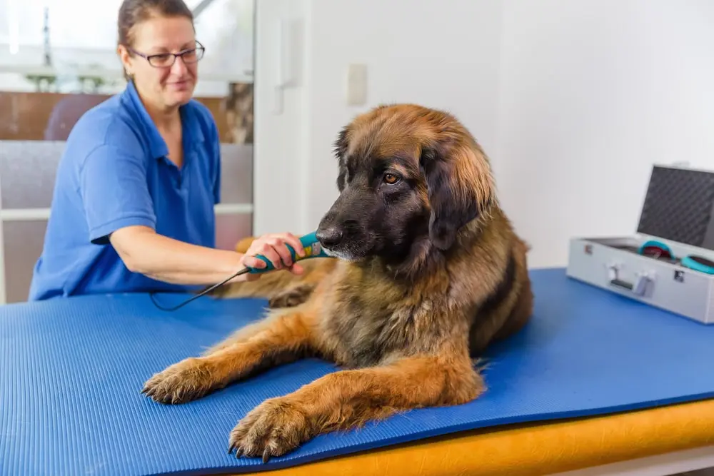 A Leonberger dog on an exam table being seen by a physical therapist.