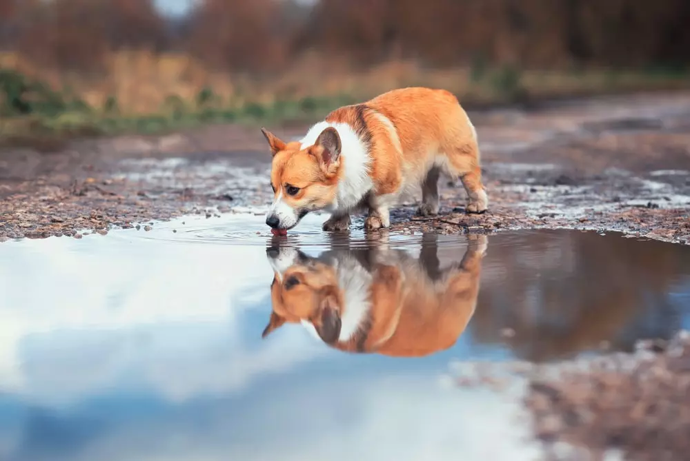 A red-headed Corgi drinks from a puddle in the road.