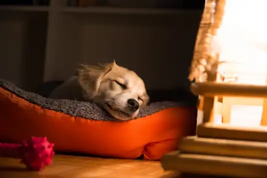 A yellow puppy sleeping in their orange bed.