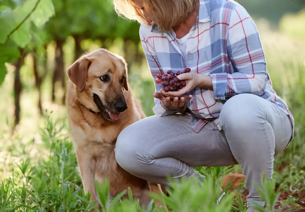 Woman picking grapes in a vineyard with a dog.