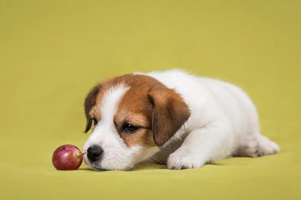 Jack Russell terrier puppy lying on a green background with grapes.