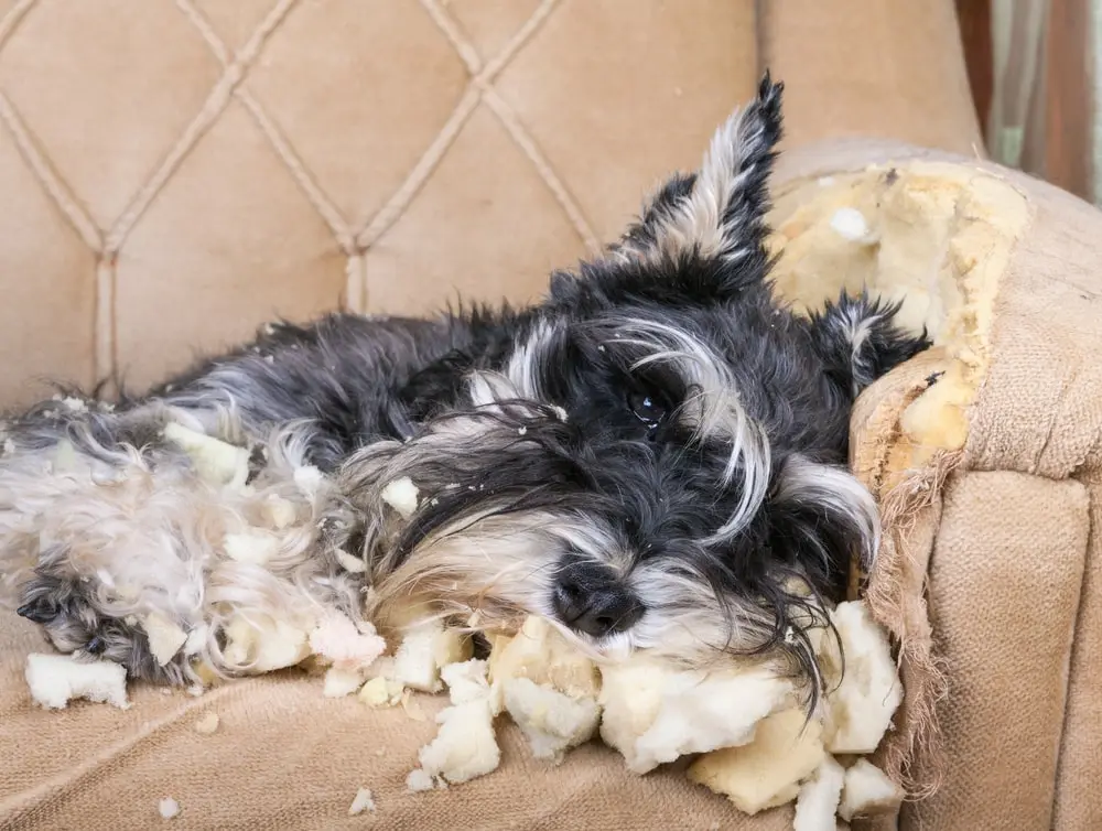 A Schnauzer puppy dog sleeping on a couch that she has just destroyed.