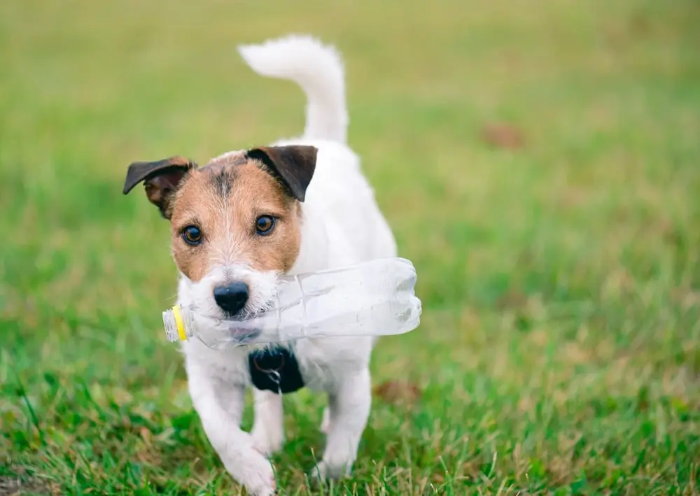 Small dog carrying a plastic bottle in their mouth.